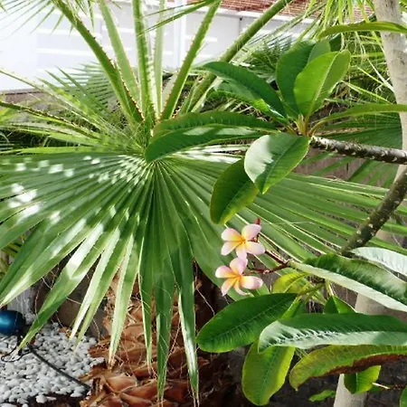 فيلة Exclusive In Bahia Del Duque